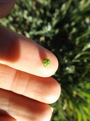 Plagiobothrys canescens