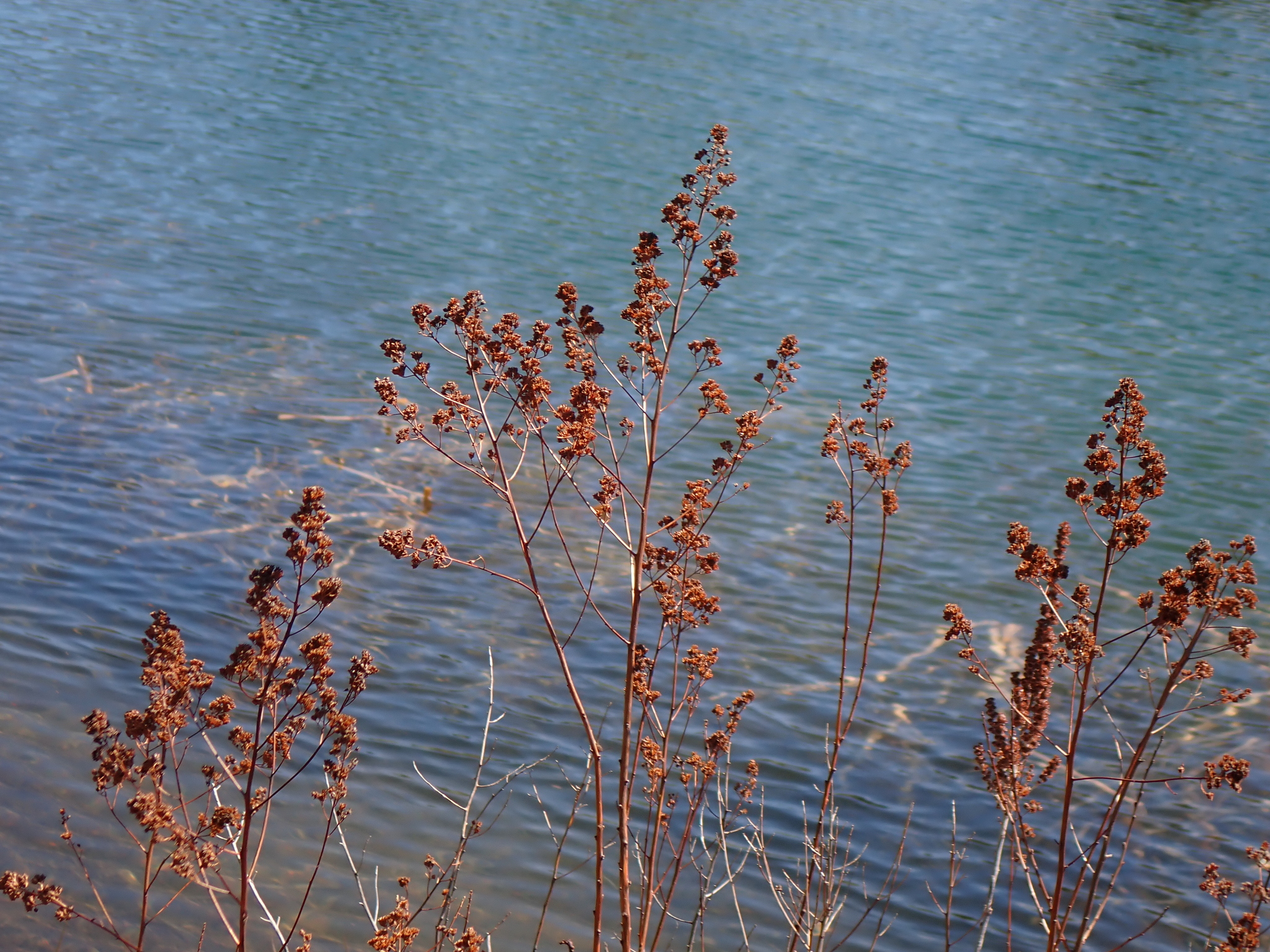 White Meadowsweet (Spiraea alba)