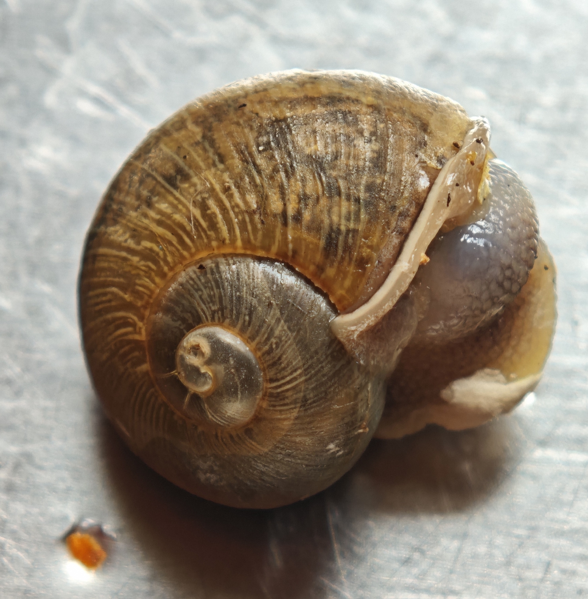 Caracol de jardín