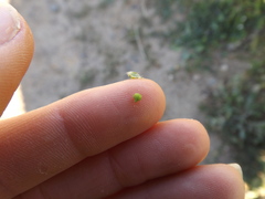 Plagiobothrys canescens