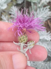 Centaurea cineraria