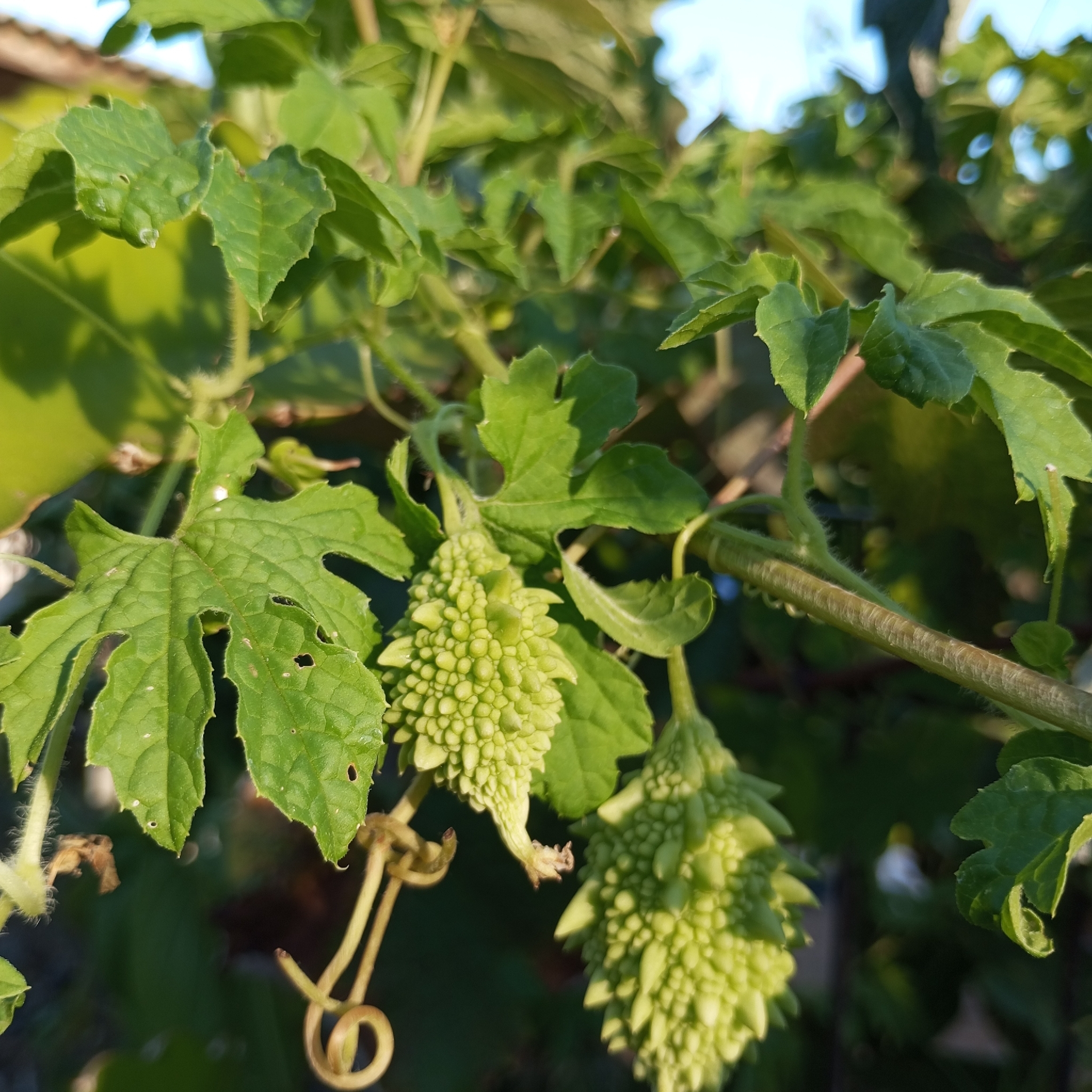 Momordica charantia