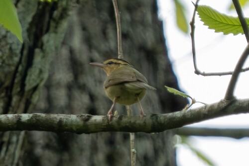 Worm-eating Warbler (Helmitheros vermivorum), photo 6