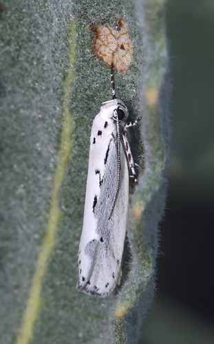 Ethmia arctostaphylella photo 2