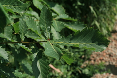 Quercus crispula