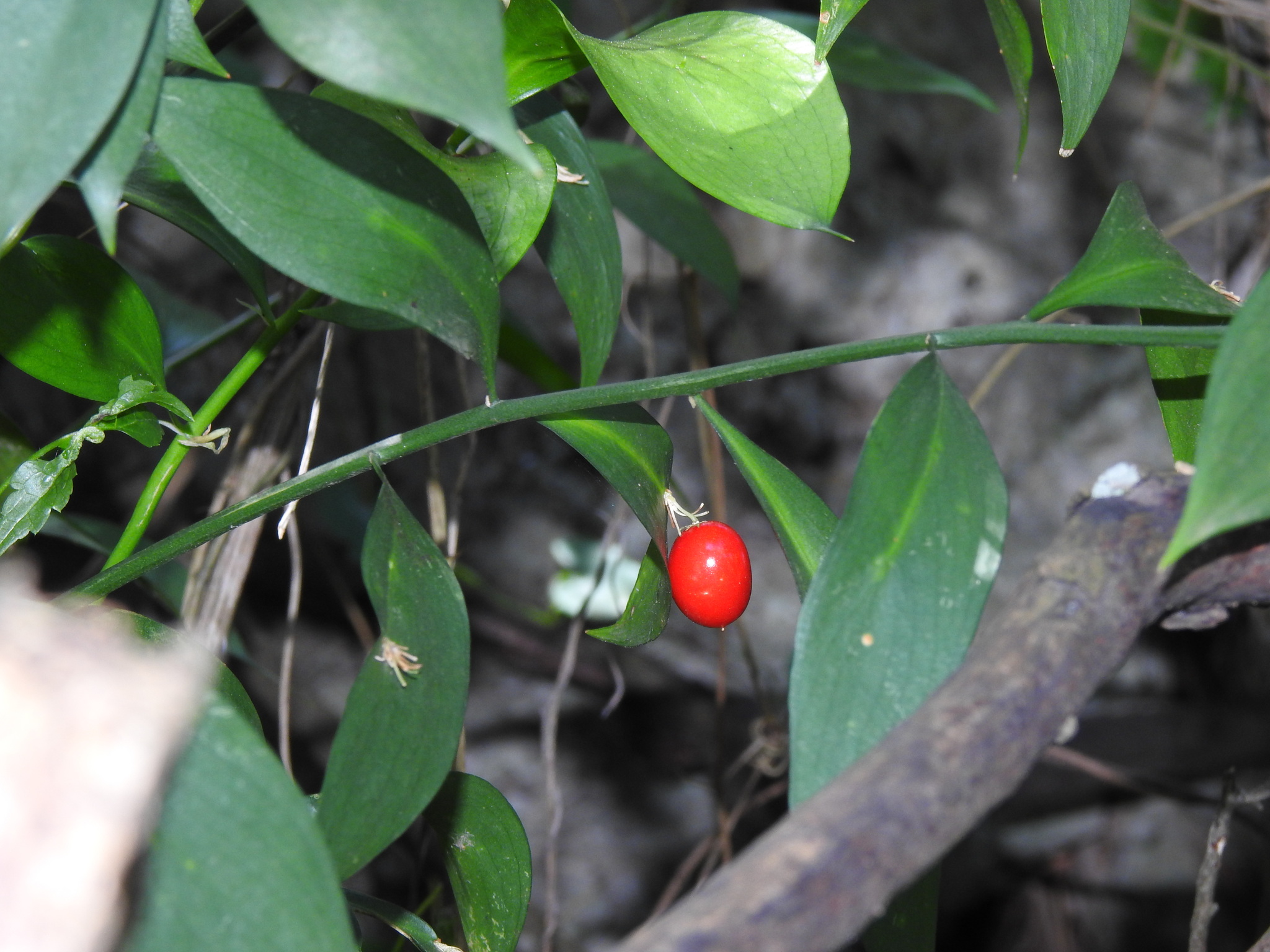 Ruscus Hypophyllum (Ruscus hypophyllum)