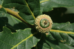 Quercus crispula