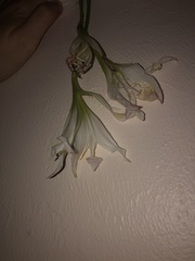 Zephyranthes atamasco