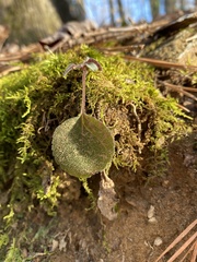 Micranthes virginiensis