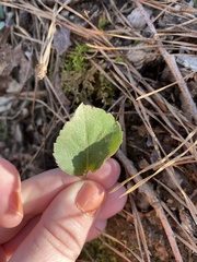 Micranthes virginiensis