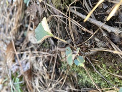 Micranthes virginiensis