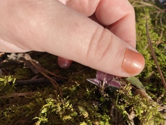 Micranthes virginiensis