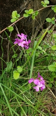 Arabis modesta