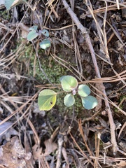 Micranthes virginiensis