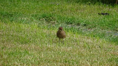 Furnarius rufus
