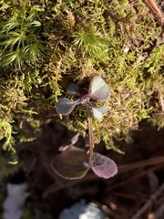 Micranthes virginiensis