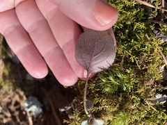 Micranthes virginiensis