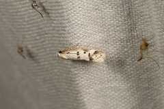 Oecophorinae