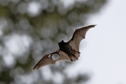 Silver-haired Bat (Lasionycteris noctivagans), a species recorded in Illinois