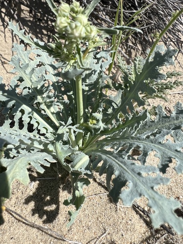sowthistle desert dandelion (Malacothrix sonchoides)