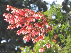 Pterolobium punctatum