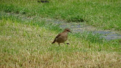 Furnarius rufus