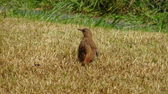 Furnarius rufus