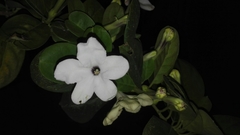 Brunfelsia americana