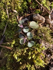 Micranthes virginiensis