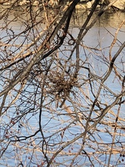 Podosphaera phytoptophila