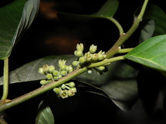 Frangula capreifolia
