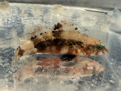 Pygmy sea bass (Serraniculus pumilio) — Serranidae — 2