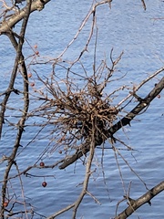 Podosphaera phytoptophila