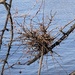 Witches Broom of Hackberry Fungus - Photo (c) Susan J. Hewitt, some rights reserved (CC BY-NC), uploaded by Susan J. Hewitt