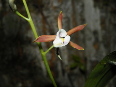Prosthechea pterocarpa