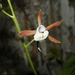 Prosthechea pterocarpa - Photo (c) Victor Quintero F., some rights reserved (CC BY-NC), uploaded by Victor Quintero F.