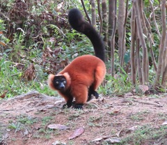 Varecia rubra