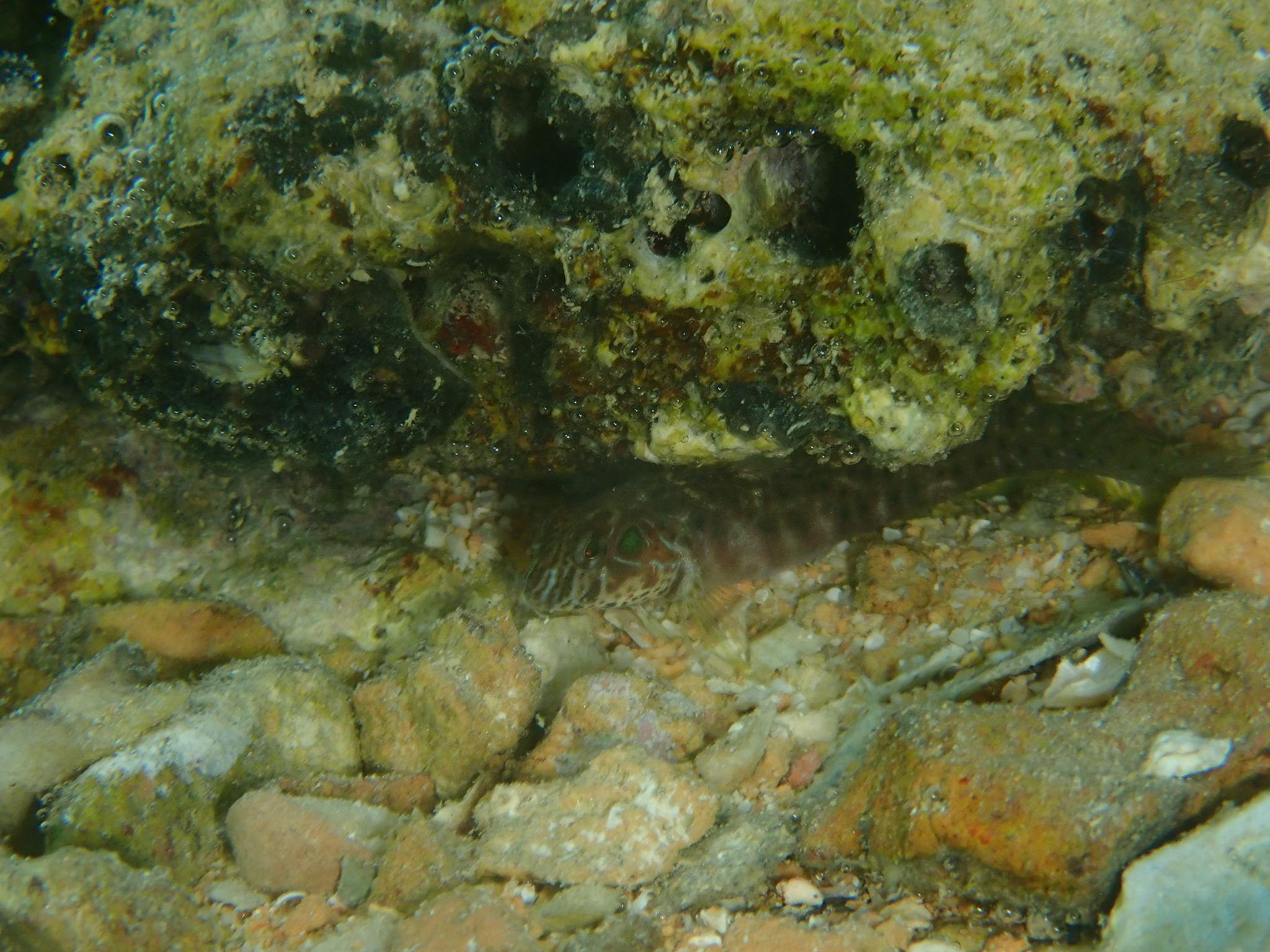 Arab Blenny photo 5