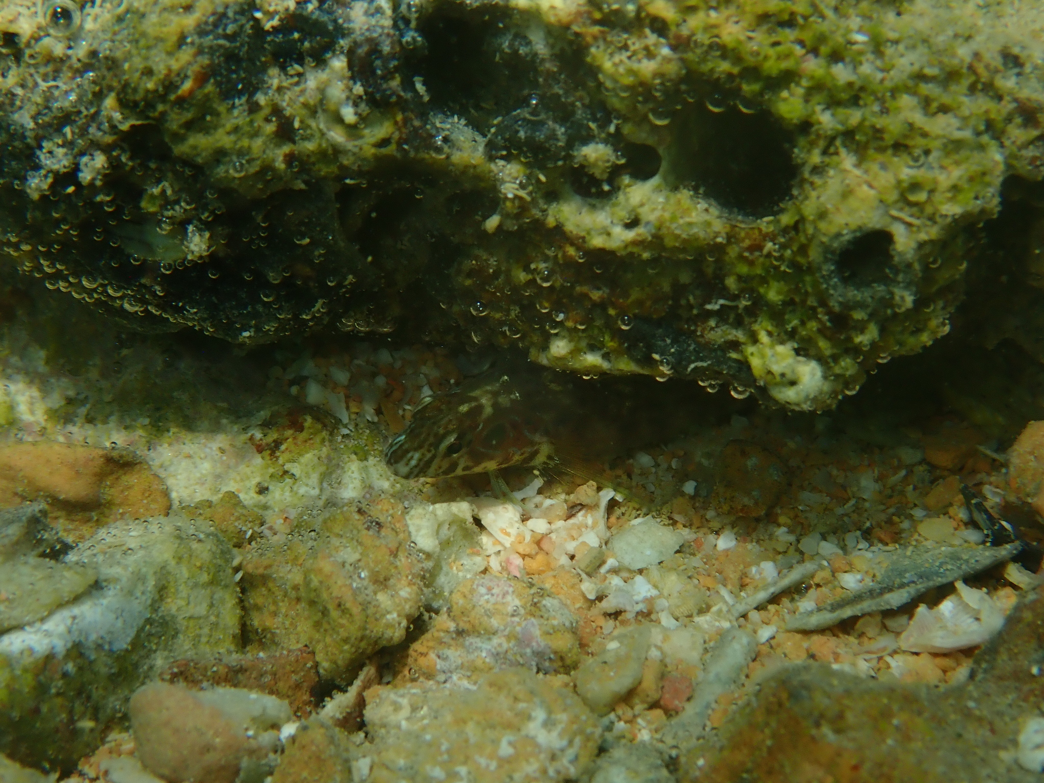 Arab Blenny photo 6
