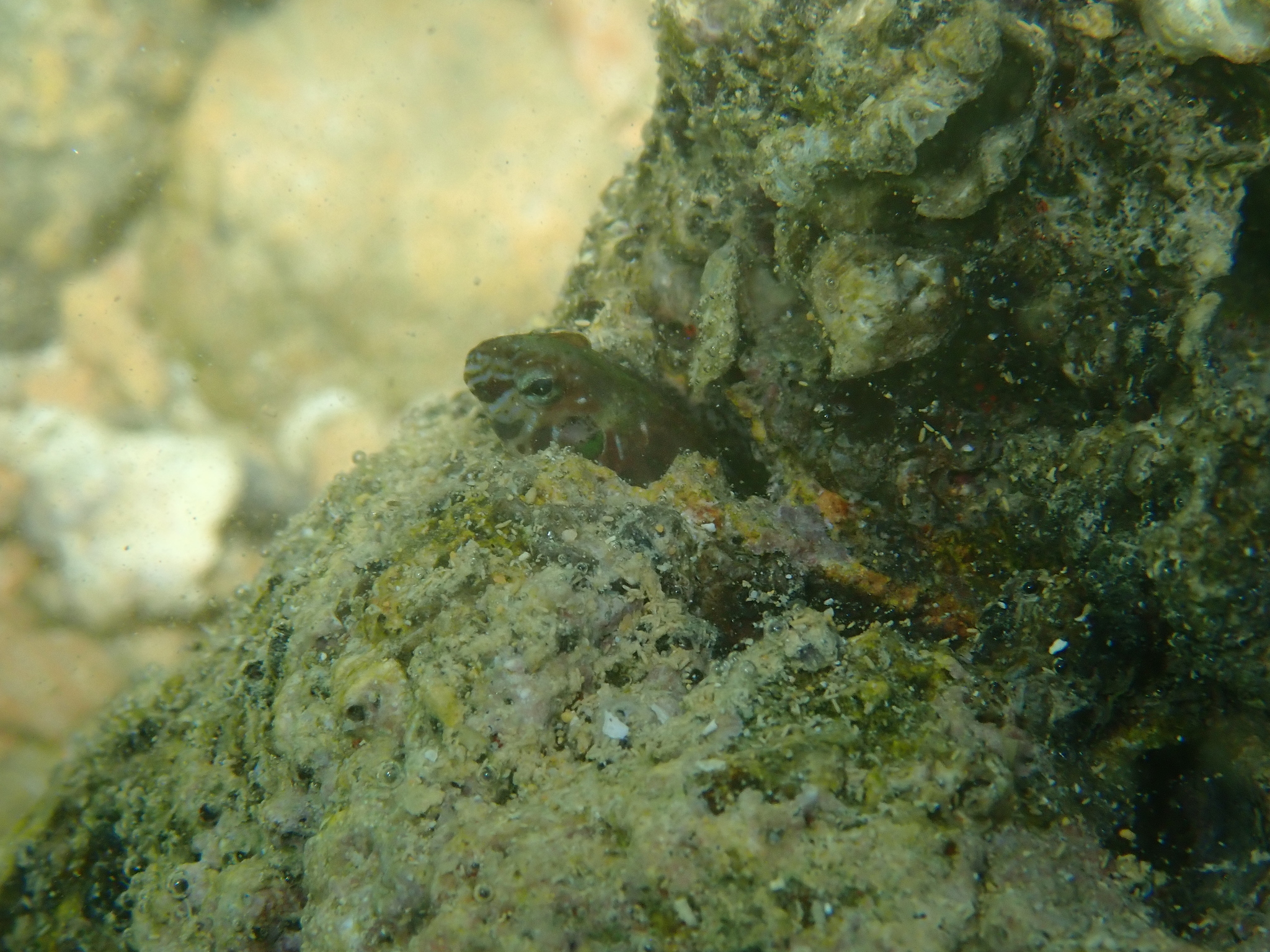 Arab Blenny photo 7