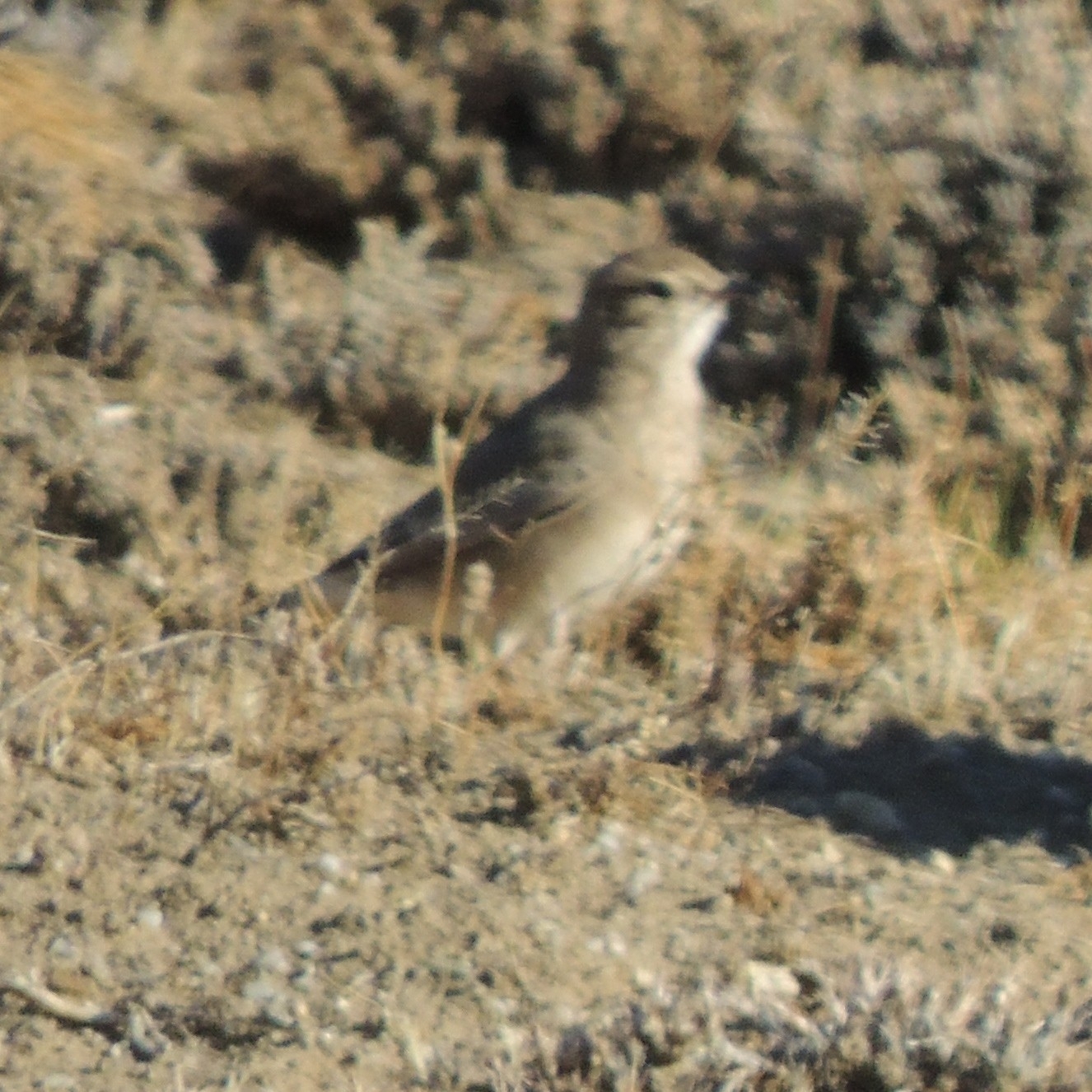 Rufous-banded Miner (Geositta rufipennis), photo 9