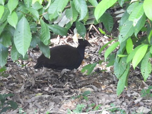 Orange-footed Scrubfowl (Megapodius reinwardt), photo 7
