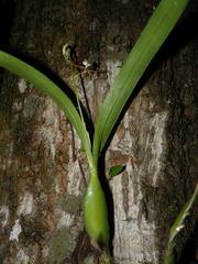Prosthechea pterocarpa