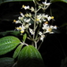 Miconia subseriata - Photo (c) Victor Quintero F., some rights reserved (CC BY-NC), uploaded by Victor Quintero F.