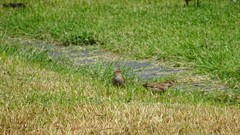 Passer domesticus