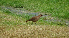 Furnarius rufus