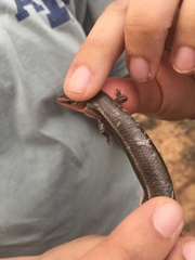 Plestiodon tetragrammus