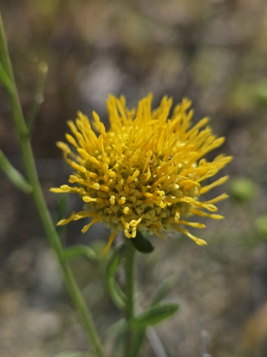 Yellow Mock Aster (Eastwoodia elegans)