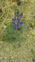 Lupinus angustifolius