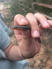 Plestiodon tetragrammus